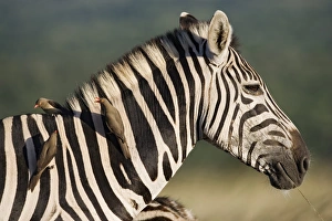Burchells zebra (Equus burchelli)