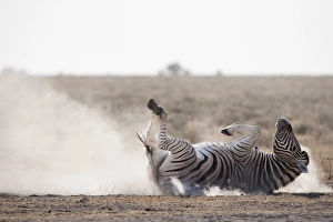 Animal Pattern Prints: Burchells zebra (Equus burchelli), dust bathing, Etosha National Park