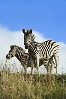 Images Dated 7th February 2008: Burchells zebra (Equus burchelli), Ithala Game Reserve, KwaZulu Natal