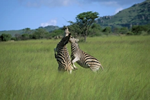 Two Animal Prints: Burchells zebra (Equus burchelli) fighting