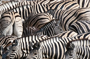Burchells zebra (Equus burchellii), Etosha National Park, Namibia. Africa