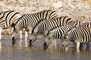 Burchells zebra (Equus burchellii), Etosha National Park, Namibia, Africa