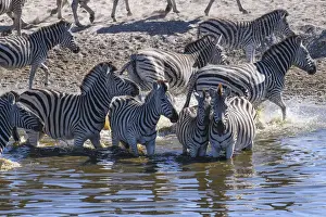 Striped Prints: Burchells zebra (Equus quagga burchellii) drinking in the Boteti River, Makgadikgadi