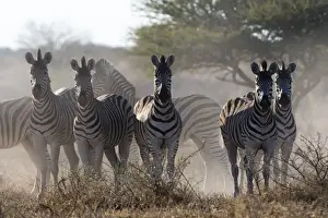Burchells zebra (Equus quagga burchellii) looking at the camera, Botswana, Africa