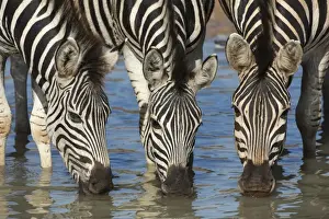 Burchells zebra (plains zebra) (Equus burchelli) drinking, Mhkuze nature reserve