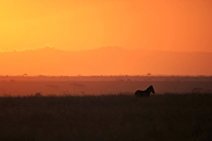 Burchells zebra at sunrise (Equus quagga), Serengeti National Park, Tanzania, East Africa Burchells zebra at sunrise (Equus quagga), Serengeti National Park, Tanzania, East Africa
