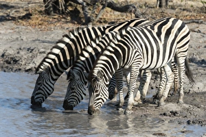 Burchells zebras (Equus burchelli), Khwai Concession, Okavango Delta, Botswana, Africa