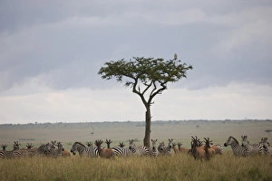 Images Dated 5th October 2008: Burchells zebras (Equus burchelli) and topi (Damaliscus korrigum)