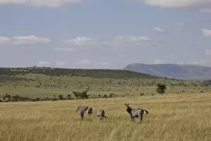 Images Dated 2nd October 2008: Burchells zebras (Equus burchelli), Masai Mara National Reserve, Kenya