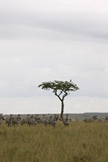 Images Dated 5th October 2008: Burchells zebras (Equus burchelli), Masai Mara National Reserve, Kenya, East Africa, Africa