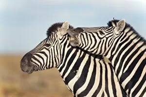 Images Dated 8th May 2009: Burchells zebras (Equus burchelli) with foal, Etosha National Park, Namibia, Africa