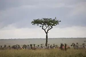 Burchells zebras (Equus burchelli) and topi (Damaliscus korrigum)