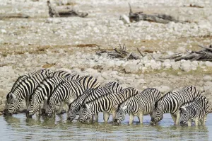 Outdoor Shot Prints: Burchell's zebras (Equus quagga burchellii) drinking at waterhole