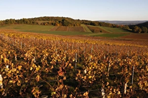 Bourgogne Prints: Burgundy vineyard, Culles-les-Roches, Saone-et-Loire, Burgundy, France, Europe
