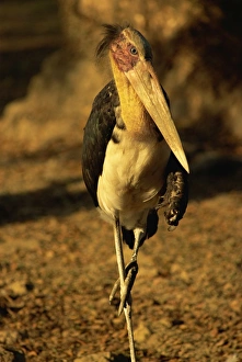 Birds Prints: Burmese painted stork, Myanmar (Burma), Asia