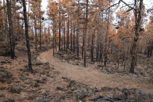 Natural Disaster Prints: Burned Canary pine trees, La Palma Island, Canary Islands, Spain, Europe