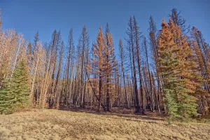 Health Prints: Burned landscape in Kaibab National Forest after Dragon Bravo Wildfire in 2025 showing tree destruction