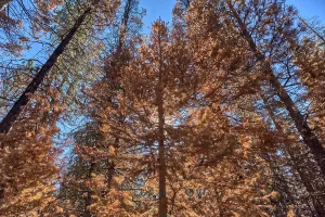 Resilience Prints: Burned pine trees stand in a devastated forest at Grand Canyon North Rim after the Dragon Bravo Wildfire in 2025