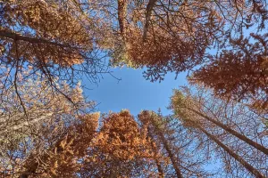 Loss Prints: Burned pine trees stand in a forest affected by the Dragon Bravo Wildfire in Grand Canyon North Rim Arizona