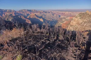 Loss Prints: Burned terrain at Roosevelt Point shows impacts of Dragon Bravo Wildfire in Grand Canyon North Rim Arizona