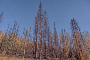 Loss Prints: Burned trees in Kaibab National Forest from Dragon Bravo Wildfire in 2025 show aftermath of fire damage