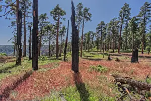 Tall Prints: Burned trees at the north edge of Clear Creek Canyon at Grand Canyon North Rim Arizona