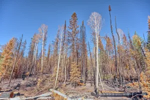 Health Prints: Burned trees remain in Kaibab National Forest after Dragon Bravo Wildfire in Arizona