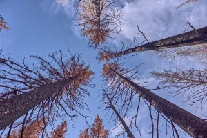 Barren Prints: Burned trees stand tall in Grand Canyon North Rim after Dragon Bravo Wildfire of 2025
