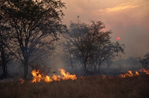 Fires Prints: Burning the stubble, wind blown fire at sunset, Uganda, East Africa, Africa