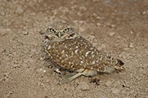 Salton Sea Prints: Burrowing owl (Athene cunicularia), Salton Sea, California, United States of America