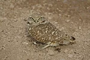 Images Dated 22nd February 2010: Burrowing owl (Athene cunicularia), Salton Sea, California, United States of America