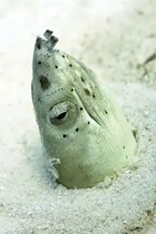 Sabah Prints: Burrowing snake eel (Pisodonophis cancrivoris) in the sand