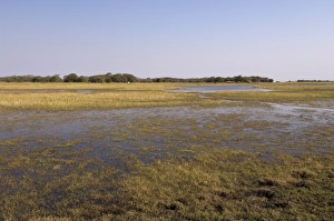 Brushland Prints: Busanga Plains, Kafue National Park, Zambia, Africa