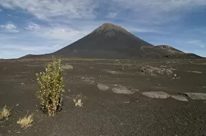 Images Dated 25th February 2009: Bush in front of volcano on Fogo, Cape Verde Islands, Africa