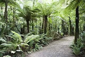 Images Dated 27th December 2007: Bush walk, native trees and ferns, Mount Bruce National Wildlife Centre