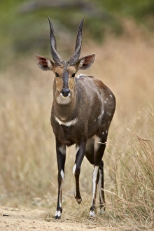 Horns Prints: Bushbuck (imbabala) (Tragelaphus sylvaticus) buck, Kruger National Park, South Africa