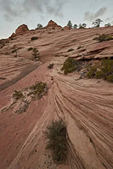 Rocky Outcrop Prints: Bushes and trees growing on a sandstone hill
