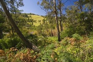 Undergrowth Prints: Bushland, Snowy River National Park, Victoria, Australia, Pacific