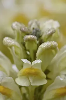 Butter-and-eggs (common toadflax) (yellow toadflax) (Linaria vulgaris), San Juan National Forest, Colorado, United States of America, North America