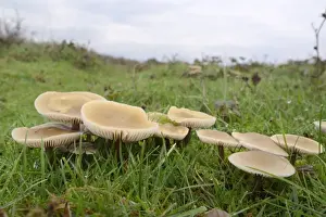 Growing Prints: Butter caps (Collybia butyraceae) growing in grassland, Whiteford Burrows, Gower Peninsula