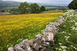 Stack Prints: Buttercup meadow near Aysgarth in Wensleydale