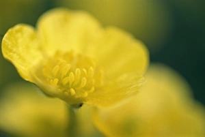 One Flower Prints: Buttercups