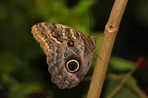Butter Fly Prints: Butterflies in the genus Caligo are commonly called owl butterflies