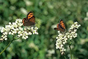 Blossoms Prints: Butterfly in blossoming buckwheat field