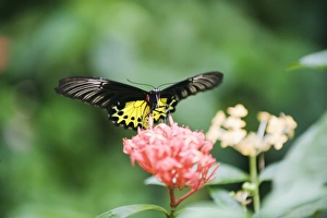 Images Dated 5th September 2009: Butterfly Park, Kuala Lumpur, Malaysia, Southeast Asia, Asia