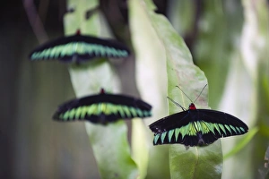 Images Dated 5th September 2009: Butterfly Park, Kuala Lumpur, Malaysia, Southeast Asia, Asia