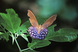 Butter Fly Prints: Butterfly, Pierella hyalinus, Amazon jungle, Bolivia, South America