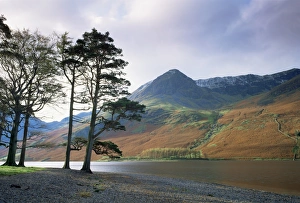 Fall Prints: Buttermere, Lake District National Park, Cumbria, England, United Kingdom, Europe
