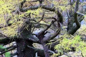 Bright Prints: Buttermere lake district shows an autumn tree with twisting branches in Cumbria, UK