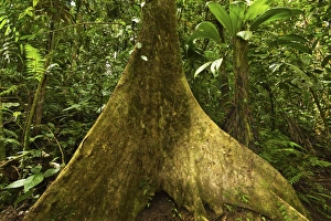 Buttress root in jungle at Arenal Hanging Bridges where rainforest canopy is accessible via walkways, La Fortuna, Alajuela Province, Costa Rica, Central America Buttress root in jungle at Arenal Hanging Bridges where rainforest canopy is accessible via walkways, La Fortuna, Alajuela Province, Costa Rica, Central America